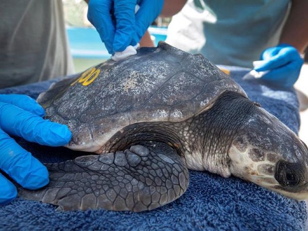 Del frío de Massachusetts a Florida: El rescate de tortugas del Atlántico