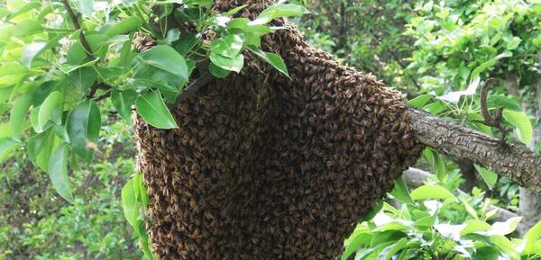 Abandonan panal de abejas en patio de zona céntrica – Prensa 5