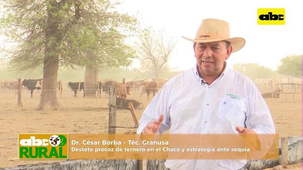Abc Rural: Destete precoz de ternero en el Chaco y estrategia ante sequía - ABC Rural - ABC Color