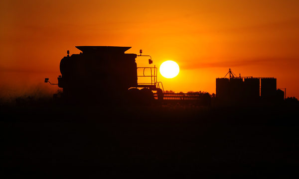Productores apuestan al trigo en el sistema de rotación de cultivos