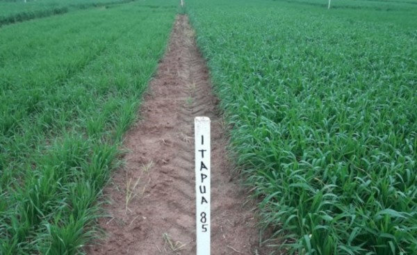 Productores apuestan al Trigo en el sistema de rotación de cultivos