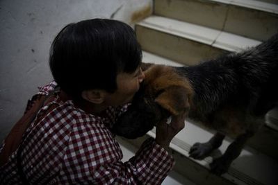 Una jubilada china comparte casa con 1.300 perros - Mascotas - ABC Color