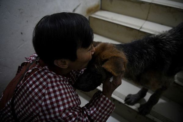 Una jubilada china comparte casa con 1.300 perros - Mascotas - ABC Color