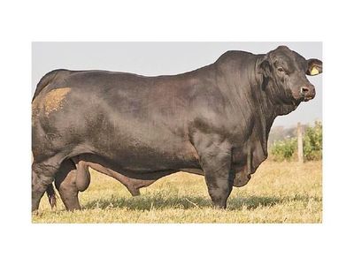 TORO Y VACA PARAGUAYOS SE LLEVARON EL ORO EN SUDAMÉRICA