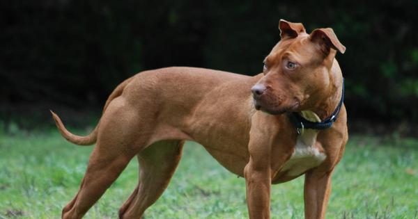 Pitbull salva a su dueña que era golpeada por su pareja