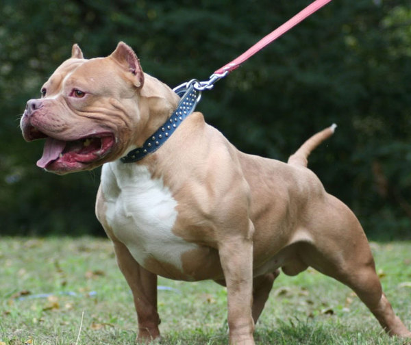 Pitbull salva a su dueña de brutal golpiza
