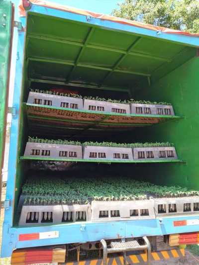 Decomisan un camión cargado con plantines de marihuana
