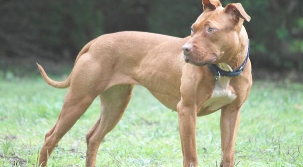 HOY / Pitbull salvó a su dueña de feminicidio: mordió a su pareja, que la estaba estrangulando