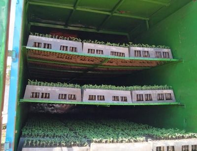 Transportaban plantines de marihuana y quedaron detenidos
