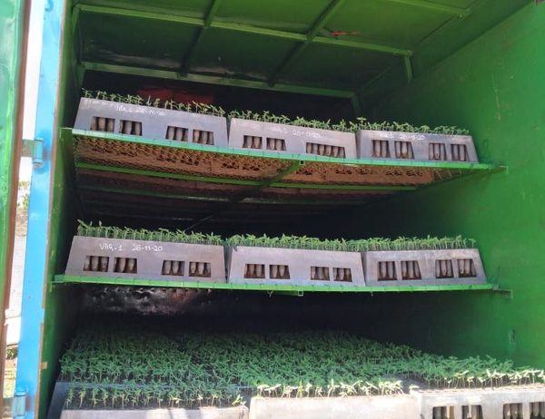 Transportaban plantines de marihuana y quedaron detenidos