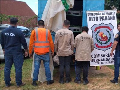 Cuatro detenidos por transporte ilegal de plantines de cannabis