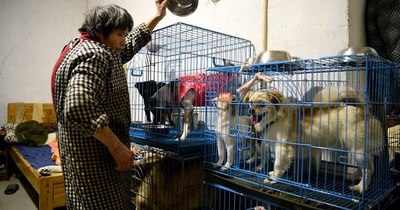 La Nación / Una jubilada china comparte casa con 1.300 perros