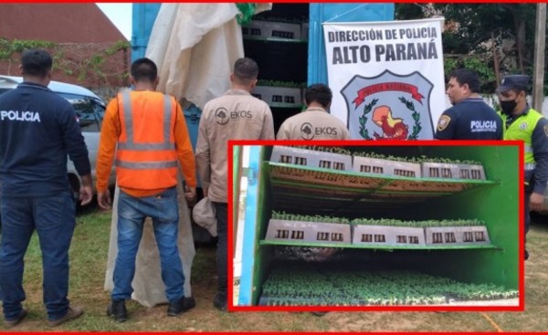Cuatro detenidos por transportar plantines de marihuana