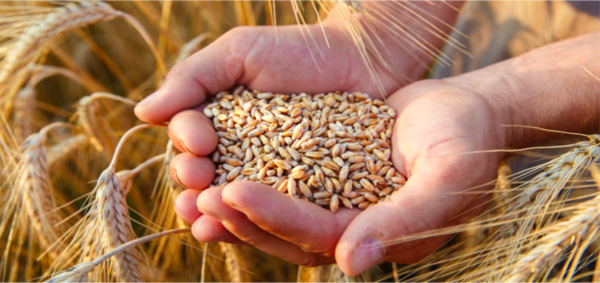 Productores apuestan al Trigo en el sistema de rotación de cultivos
