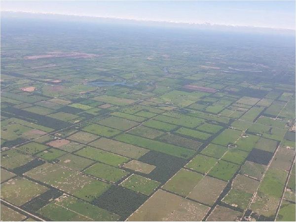 WWF pide a Diputados extender Ley de Deforestación Cero