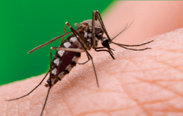 El 86% de las regiones presenta casos sospechosos de Dengue