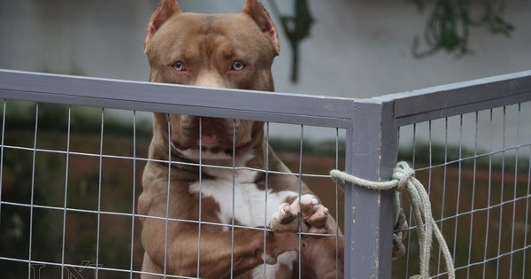 La Nación / Una mujer fue salvada por su perro Pitbull de feminicidio