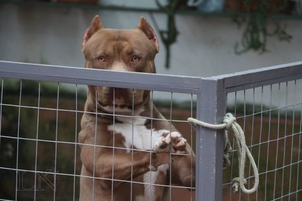 Una mujer fue salvada por su perro pitbull de un feminicidio
