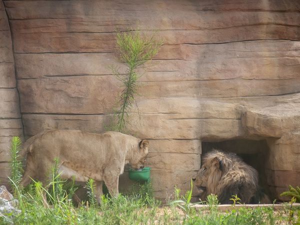 Cuatro leones del zoológico de Barcelona dan positivo al covid-19 | .::Agencia IP::.
