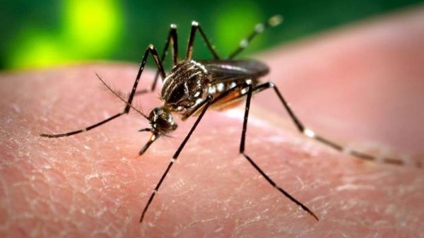 Dengue: casi 90% de casos en el país son sospechosos