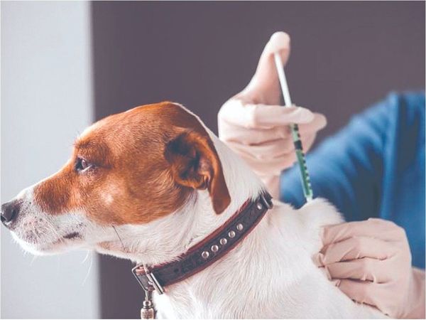 ¿Cuántas veces hay que vacunar a los perros?