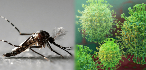 COVID-19 y dengue: circulación simultánea de dos grandes amenazas – Prensa 5