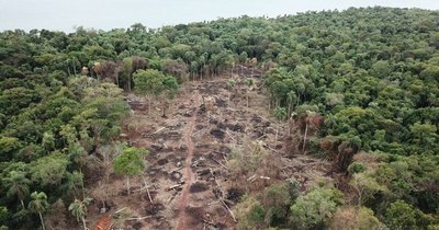La Nación / Deforestación cero: Diputados analizará mañana el proyecto como primer punto