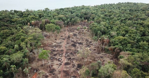 La Nación / Deforestación cero: Diputados analizará mañana el proyecto como primer punto