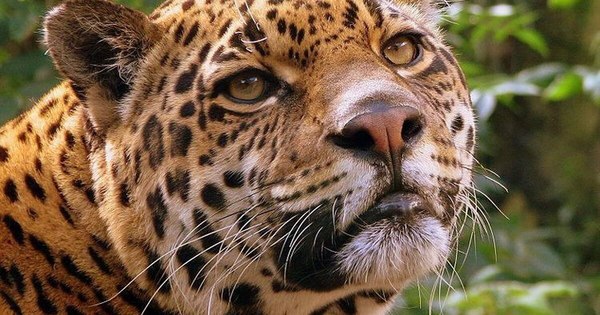 La Nación / #Somosyaguareté: rugidos de auxilio marcan inicio de una campaña
