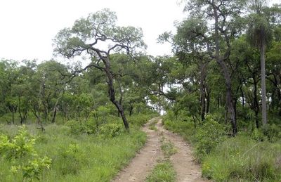 Diputados definen hoy la suerte de los bosques de la Región Oriental - Nacionales - ABC Color