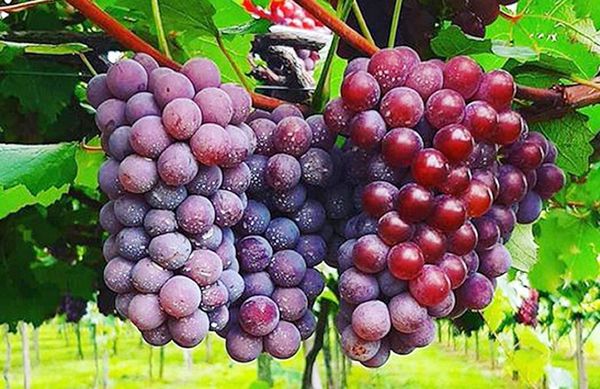 Abundan varias frutas, pero el tomate es insuficiente - Nacionales - ABC Color