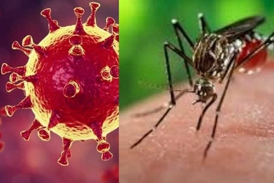 COVID-19 y dengue: circulación simultánea de dos grandes amenazas | Lambaré Informativo