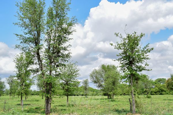 Ambiente caluroso con lluvias para algunas zonas del Chaco