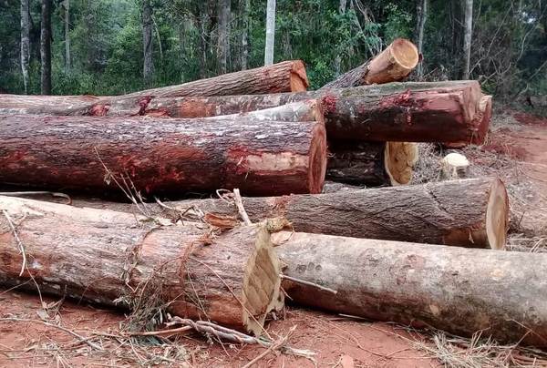 Fiscales del Medio Ambiente e INFONA, cómplices de la masiva deforestación