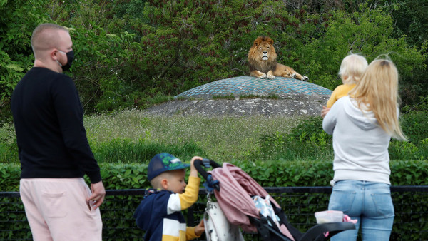 España: Los cuatro leones del zoo de Barcelona se infectan con coronavirus » Ñanduti