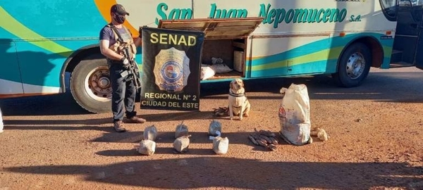 HOY / Detectan panes de marihuana ocultas en bolsas de mandiocas