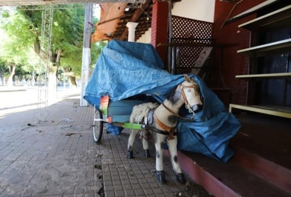 Crónica / Ma'ena, caballito de Caacupé entró en "fase 0"