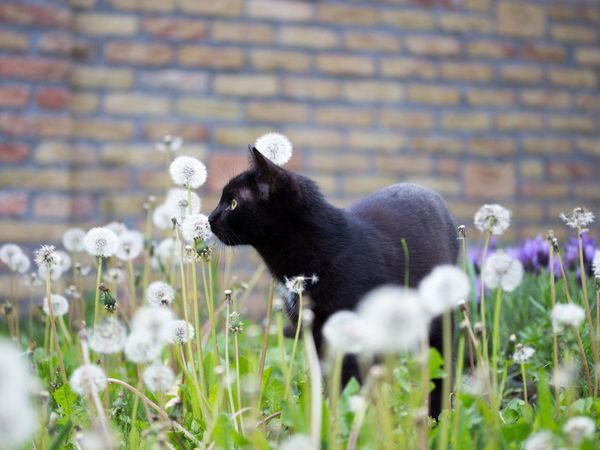 Hurones, gatos y civetas, animales más susceptibles a contraer Covid