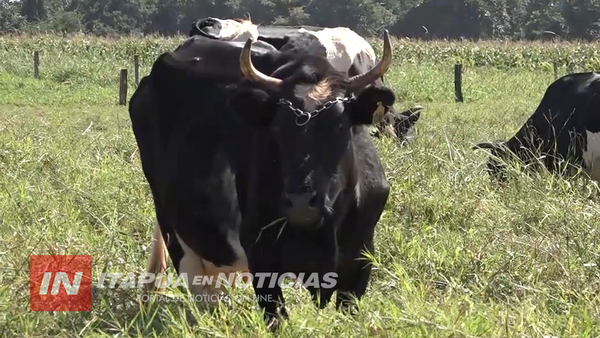 EN PLENA EJECUCIÓN DE PROYECTOS CON COMITÉS PARA CRÍA DE ANIMALES DE GRANJA