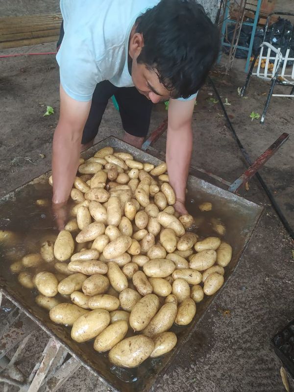 Promueven cultivo de papa y producción de miel de abeja en Ñeembucú - Nacionales - ABC Color