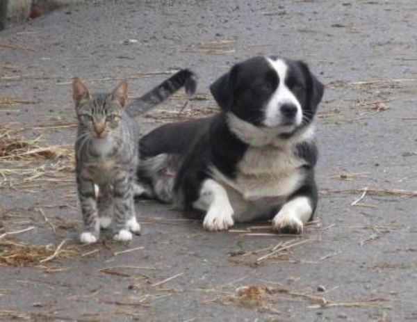 HOY / Los perros y gatos entre los animales más susceptibles a contraer el COVID-19
