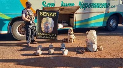 Detectan panes de marihuana ocultas en bolsas de mandiocas
