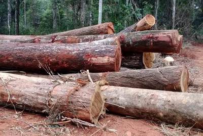 Diputados sanciona extensión de la Ley de Deforestación Cero