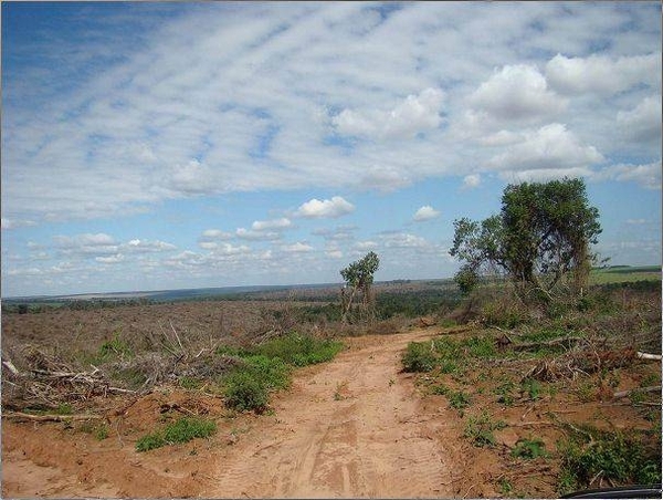 HOY / Ley de Deforestación Cero: Abdo anuncia la promulgación de la extensión por 10 años