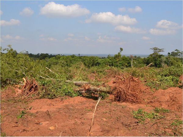 Mario Abdo anuncia promulgación de Ley de Deforestación Cero este jueves