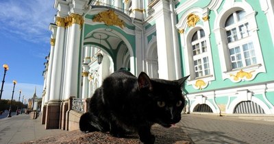 La Nación / Célebres gatos del museo ruso Hermitage reciben herencia