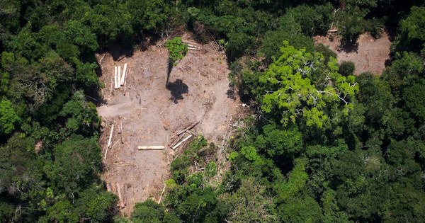 La Nación / La Amazonia perdió 8% de su territorio en 18 años por deforestación