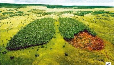 Sin agricultura ni ganadería y con muchos fenómenos climáticos: El motivo para resguardar los bosques por 10 años más