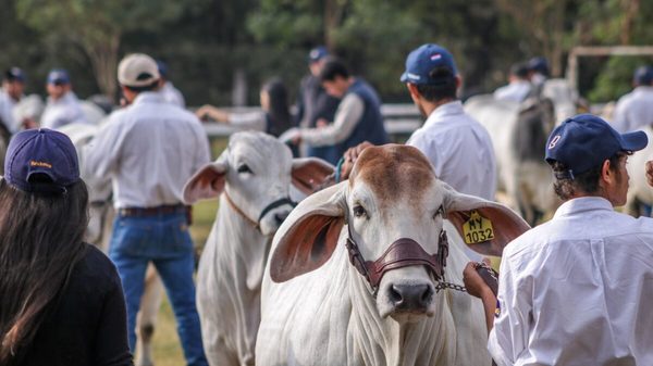 Con jurado norteamericano, los mejores Brahman de Paraguay inician hoy la Expo Virtual