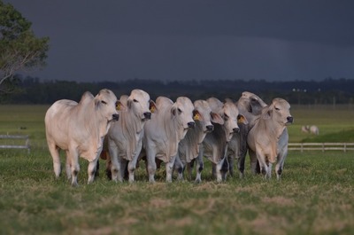 Los rústicos de Las Talas: el viernes se vende una selección Brahman de toros y vaquillas